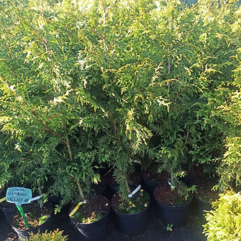 Żywotnik olbrzymi 'Gelderland' (C2)