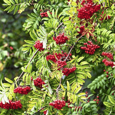 Jarząb Pospolity Edulis
