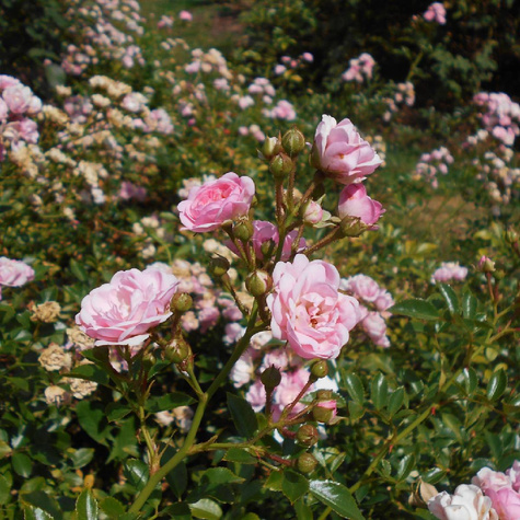 Róża okrywowa różowa