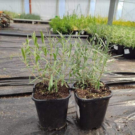 Lawenda wąskolistna Lavici Blue (C2)