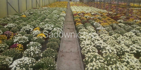 Chryzantema drobnokwiatowa czerwona (C2) DUŻA ROŚLINA