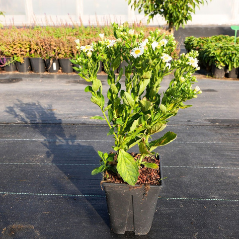 Aster żeniszkowaty Starshine