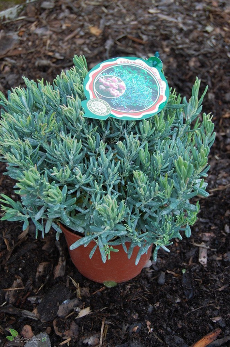 Modrzewnica pospolita 'Blue Ice' (C2)