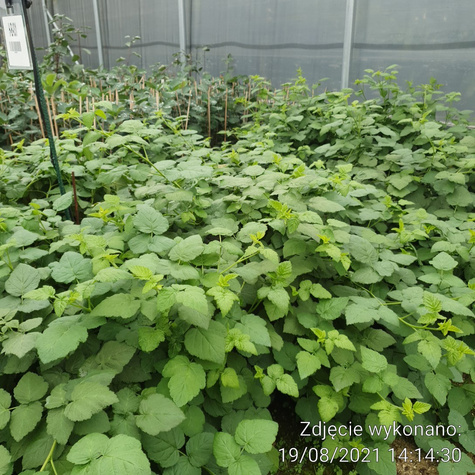 Malinojeżyna w doniczce. Obfite plony.