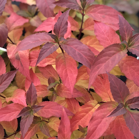 Zadrzewnia czerwona Kodiak Red
