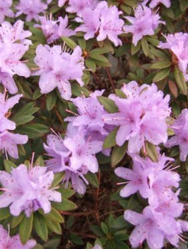 Rododendron karłowy drobnokwiatowy Buchlovice (C2)