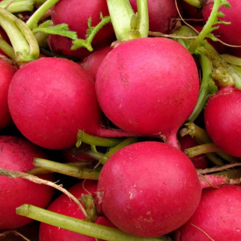 Rzodkiewka kulista Carmen uprawa w gruncie 5g