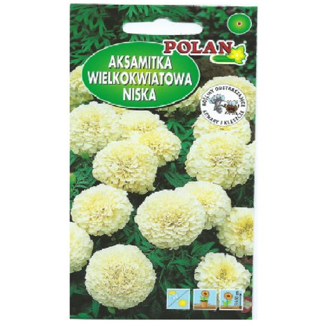 Aksamitka niska pełna wielkowiatowa biała 0,5g