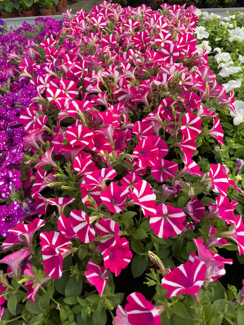 Surfinia Peppy Hot Pink różowo-biała