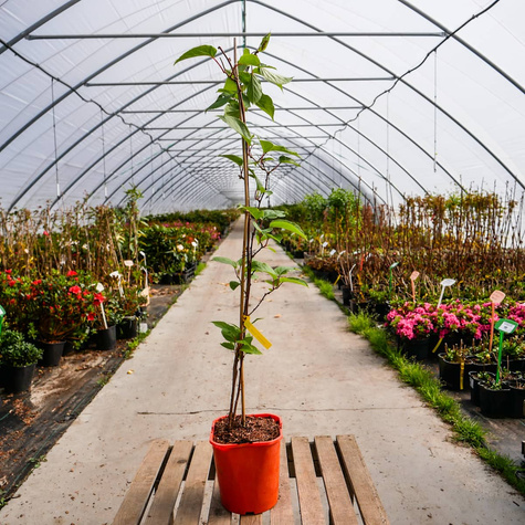 Mini Kiwi Aktinidia Ostrolistna Ananasnaya Żeńska Czerwona