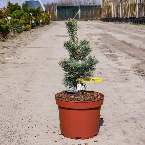 Sosna drobnokwiatowa Shizukagoten