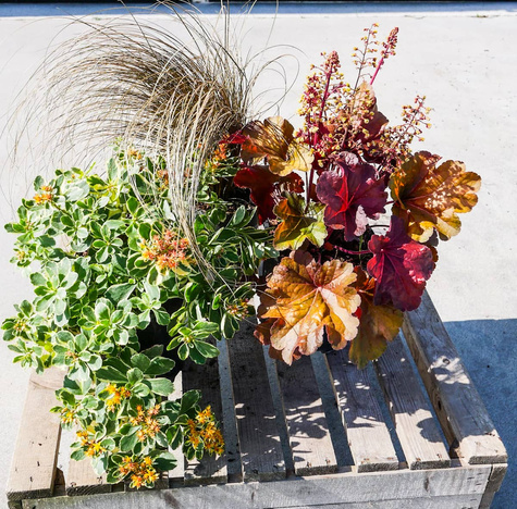 Jesienny zestaw bylin z rozchodnikiem