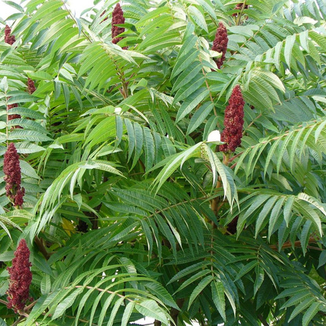 Sumak octowiec Sumak odurzający Mrozoodporny Egzotyczny (C2)