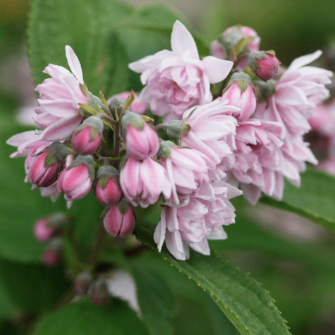 Żylistek szorstki Codsall Pink (C2)