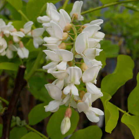 Robinia Akacjowa Akacja Złota Frisia Szczepiona Na Pniu