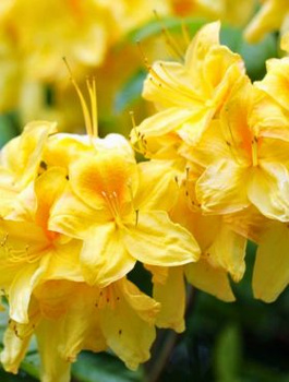 Azalia wielkokwiatowa żółta (C2)