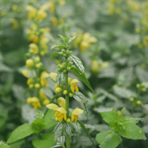 Gajowiec żółty Herman's Pride (C2)