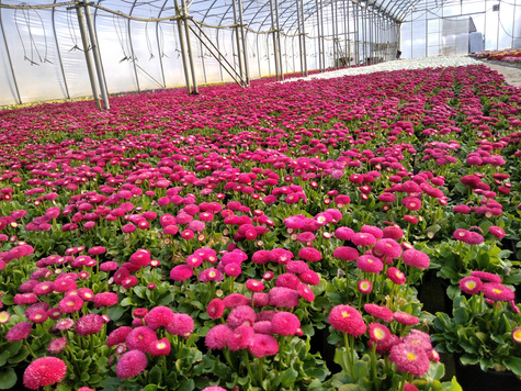 Stokrotka Stokrotki różowa sadzonka w doniczce