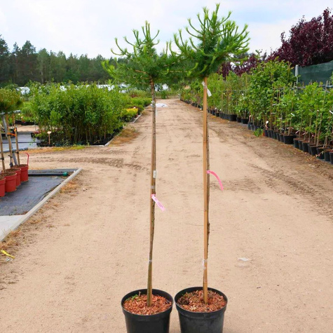 Modrzew europejski na pniu Kórnik