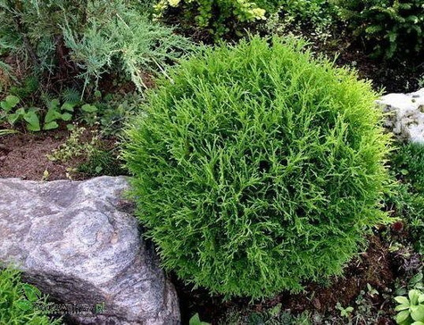 Żywotnik zachodni Tuja Thuja Tiny Tim (C2)