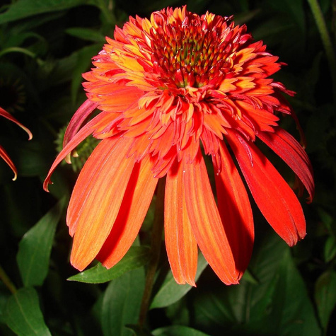 Jeżówka Marmolade Pełna Pomarańczowa (C2)