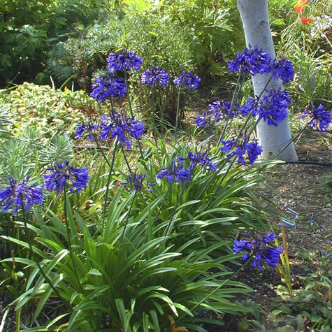 Agapant Black Pantha Lilia afrykańska