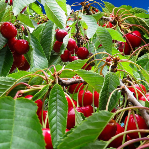 Wiśnia Szklanka Wielka stara odmiana Plant Pack