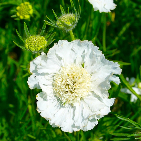 Driakiew kaukaska Perfecta Alba (C2)