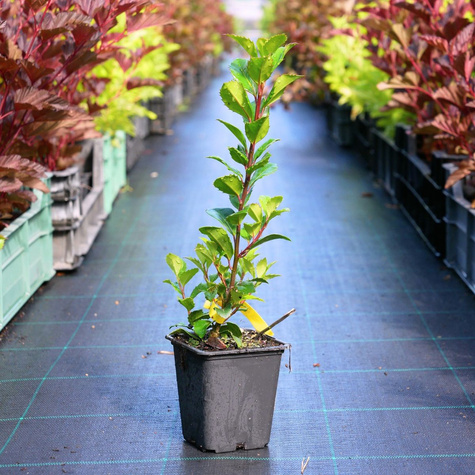 Ostrokrzew kolczasty Alaska (C2)