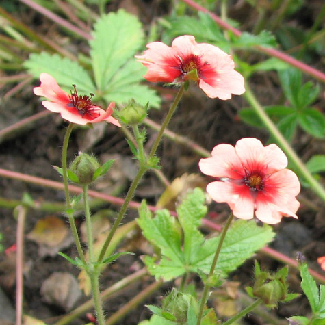 Pięciornik nepalski Ron McBeath (C2)