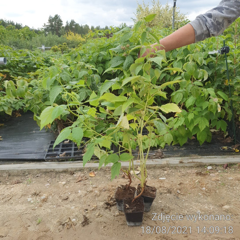 Malina Promyk żółta w doniczce