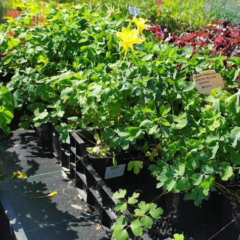 Orlik złocisty Spring Yellow Queen (C2)