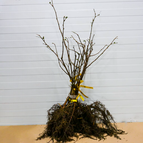 Orzech laskowy laskowy Truchsessa Plant Pack