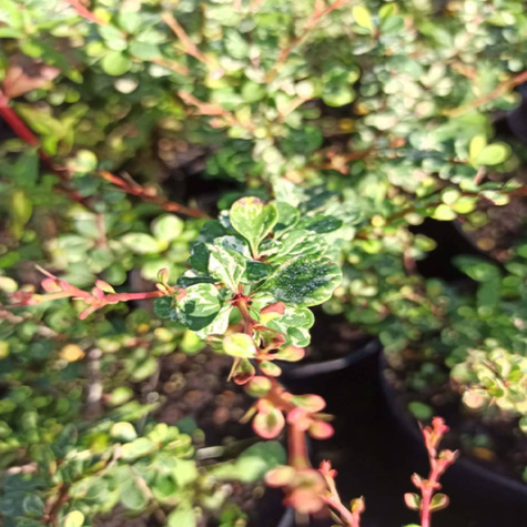 Berberys Thunberga Silver Beauty (P9)
