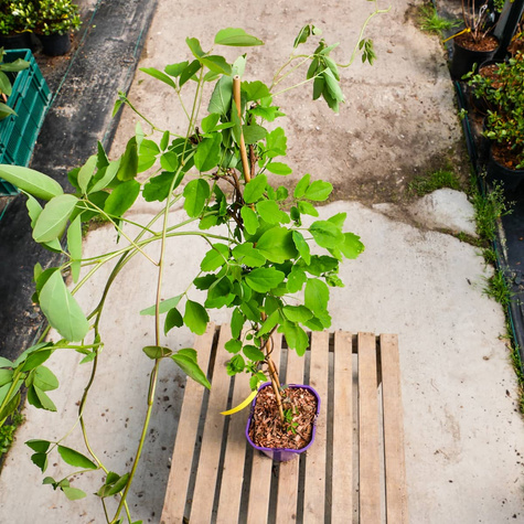 Akebia trójlistkowa