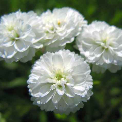 Krwawnik kichawiec The Pearl (C2)