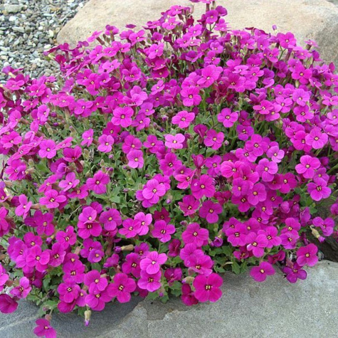 Żagwin ogrodowy Cascade Red (C2)