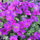 Żagwin ogrodowy fioletowy Axcent Deep Purple