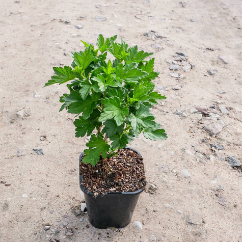 Agrest biały Invicta w doniczce (C2)