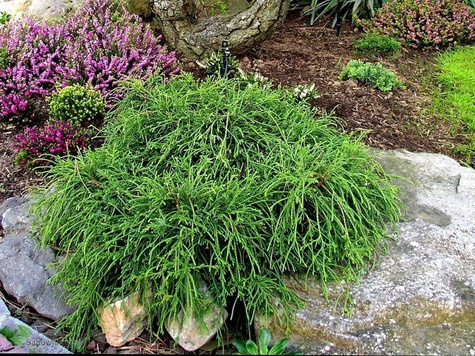 Cyprysik groszkowy Filifera Nana (P9)