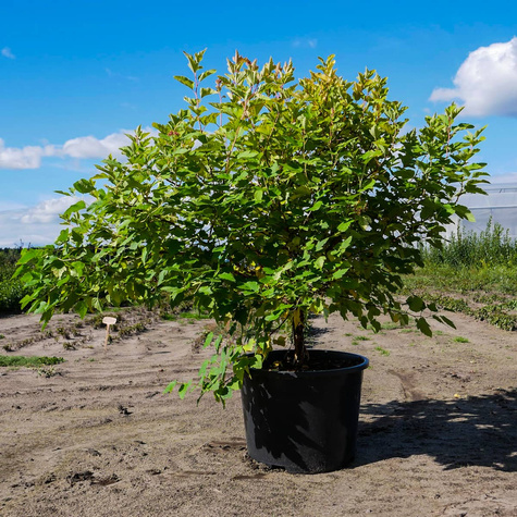 Pęcherznica kalinolistna Dart's Gold (C20)