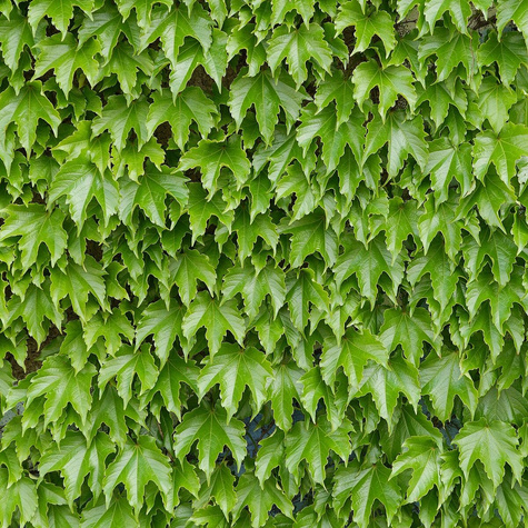 Winobluszcz trójklapowy Diamond Mountains (C2)