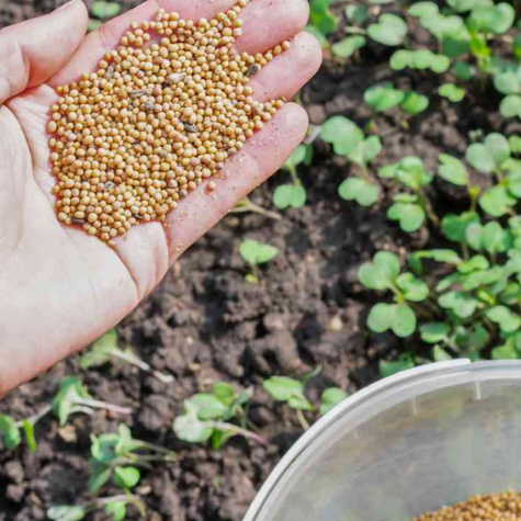 Gorczyca biała cena za 0,5kg