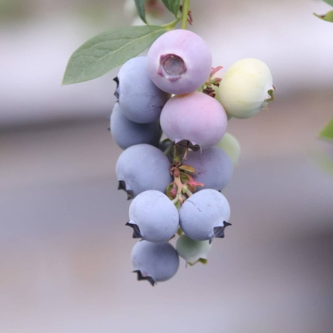 Borówka amerykańska Nortland średnio wczesna (C2)