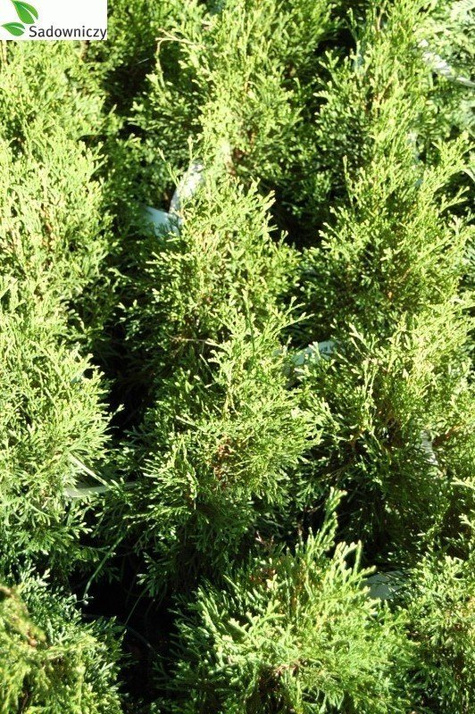 Tuja Thuja Smaragd Żywotnik zachodni 110-125cm w doniczce