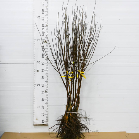 Śliwko-wiśnia Śliwowiśnia Plant Pack