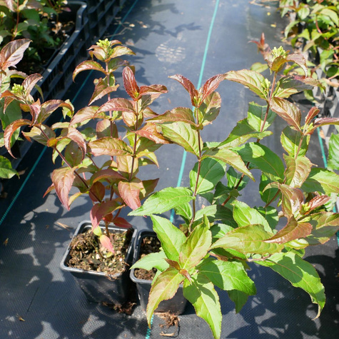 Zadrzewnia nadbrzeżna Troja Black (P9)