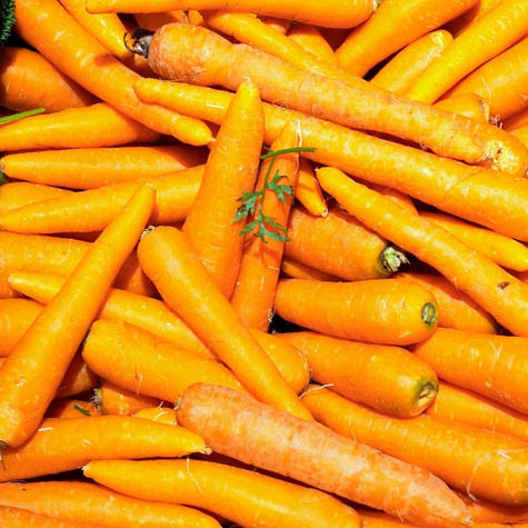 Nasiona otoczkowane Marchew jadalna Nantejska Polana 300 ziaren