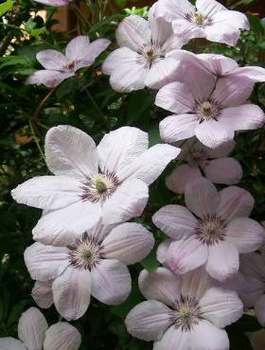 Powojnik Clematis wielkokwiatowy Jan Paweł II