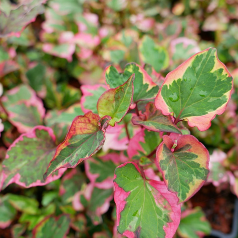 Pstrolistka sercowata Chameleon (C2)